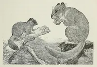 An illustration from Reisebilder aus Liberia : Resultate geographischer, naturwissenschaftlicher und ethnographischer untersuchungen während der jahre 1879-1882 und 1886-1887 (1890)