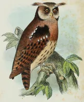 Picture 12 of 15 from Reisebilder aus Liberia : Resultate geographischer, naturwissenschaftlicher und ethnographischer untersuchungen während der jahre 1879-1882 und 1886-1887 (1890), leaf 452