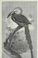 Picture 13 of 15 from Reisebilder aus Liberia : Resultate geographischer, naturwissenschaftlicher und ethnographischer untersuchungen während der jahre 1879-1882 und 1886-1887 (1890), leaf 473