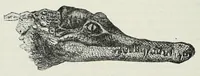 Picture 14 of 15 from Reisebilder aus Liberia : Resultate geographischer, naturwissenschaftlicher und ethnographischer untersuchungen während der jahre 1879-1882 und 1886-1887 (1890), leaf 494