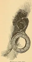 Picture 5 of 20 from Reisen in Zentral- und Nordasien (1891), leaf 154