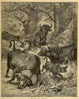 An illustration from Reisen in Zentral- und Nordasien (1891)