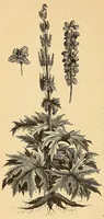 An illustration from Reisen in Zentral- und Nordasien (1891)
