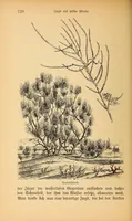 An illustration from Reisen in Zentral- und Nordasien (1891)
