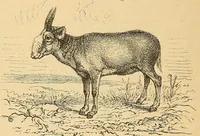 An illustration from Reisen in Zentral- und Nordasien (1891)