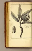 Picture 11 of 17 from Relation d'un voyage fait en 1695. 1696. & 1697. aux côtes d'Afrique, détroit de Magellan, Brezil, Cayenne & isles Antilles, par une escadre des vaisseaux du roy, commandée par M. de Gennes. (1698), leaf 130