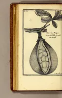 Picture 12 of 17 from Relation d'un voyage fait en 1695. 1696. & 1697. aux côtes d'Afrique, détroit de Magellan, Brezil, Cayenne & isles Antilles, par une escadre des vaisseaux du roy, commandée par M. de Gennes. (1698), leaf 132
