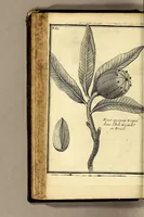 An illustration from Relation d'un voyage fait en 1695. 1696. & 1697. aux côtes d'Afrique, détroit de Magellan, Brezil, Cayenne & isles Antilles, par une escadre des vaisseaux du roy, commandée par Monsieur de Gennes. (1700)