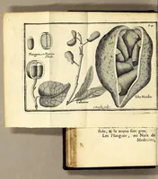 Picture 8 of 23 from Relation d'un voyage fait en 1695. 1696. & 1697. aux côtes d'Afrique, détroit de Magellan, Brezil, Cayenne & isles Antilles, par une escadre des vaisseaux du roy, commandée par Monsieur de Gennes. (1700), leaf 72