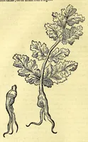 Picture 6 of 26 from Relations de divers voyages curieux, qui n'ont point esté publiees; : ov qvi ont esté traduites d'Haclvyt; de Purchas, & d'autres voyageurs anglois, hollandois, portugais, allemands, espagnols; et de qvelqves Persans, Arabes, et avtres auteurs orientaux. Enrichies de figures de plantes non décrites, d'animaux inconnus à l'Europe, & de cartes geographiques de pays dont on n'a point encore donné de cartes (1664), leaf 168