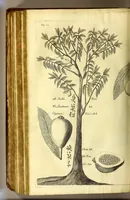 Picture 19 of 26 from Relations de divers voyages curieux, qui n'ont point esté publiees; : ov qvi ont esté traduites d'Haclvyt; de Purchas, & d'autres voyageurs anglois, hollandois, portugais, allemands, espagnols; et de qvelqves Persans, Arabes, et avtres auteurs orientaux. Enrichies de figures de plantes non décrites, d'animaux inconnus à l'Europe, & de cartes geographiques de pays dont on n'a point encore donné de cartes (1664), leaf 790