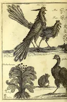An illustration from Relations de divers voyages curieux, qui n'ont point esté publiees; : ov qvi ont esté traduites d'Haclvyt; de Purchas, & d'autres voyageurs anglois, hollandois, portugais, allemands, espagnols; et de qvelqves Persans, Arabes, et avtres auteurs orientaux. Enrichies de figures de plantes non décrites, d'animaux inconnus à l'Europe, & de cartes geographiques de pays dont on n'a point encore donné de cartes (1664)