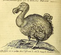 Picture 11 of 26 from Relations de divers voyages curieux, qui n'ont point esté publiees; : ov qvi ont esté traduites d'Haclvyt; de Purchas, & d'autres voyageurs anglois, hollandois, portugais, allemands, espagnols; et de qvelqves Persans, Arabes, et avtres auteurs orientaux. Enrichies de figures de plantes non décrites, d'animaux inconnus à l'Europe, & de cartes geographiques de pays dont on n'a point encore donné de cartes (1664), leaf 350