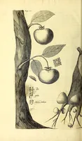 An illustration from Relations de divers voyages curieux, qui n'ont point esté publiees; : ov qvi ont esté traduites d'Haclvyt; de Purchas, & d'autres voyageurs anglois, hollandois, portugais, allemands, espagnols; et de qvelqves Persans, Arabes, et avtres auteurs orientaux. Enrichies de figures de plantes non décrites, d'animaux inconnus à l'Europe, & de cartes geographiques de pays dont on n'a point encore donné de cartes (1664)