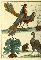 Picture 18 of 26 from Relations de divers voyages curieux, qui n'ont point esté publiees; : ov qvi ont esté traduites d'Haclvyt; de Purchas, & d'autres voyageurs anglois, hollandois, portugais, allemands, espagnols; et de qvelqves Persans, Arabes, et avtres auteurs orientaux. Enrichies de figures de plantes non décrites, d'animaux inconnus à l'Europe, & de cartes geographiques de pays dont on n'a point encore donné de cartes (1664), leaf 814