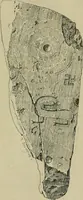 An illustration from La religion des Gaulois : les Druides et la druidisme : leçons professées à l'École du Louvre en 1896 (1897)