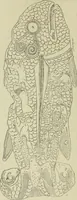 An illustration from La religion des Gaulois : les Druides et la druidisme : leçons professées à l'École du Louvre en 1896 (1897)
