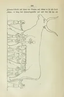 Picture 3 of 34 from Religion und Mythologie der alten Aegypter : nach den Denkmälern (1890), leaf 238