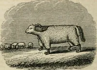 An illustration from Religious allegories : being a series of emblematic engravings, with written explanations, miscellaneous observations, and religious reflections, designed to illustrate divine truth, in accordance with the cardinal principles of Christianity (1848)