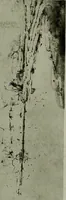 An illustration from Rembrandt handzeichnungen (1919)