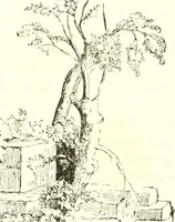 An illustration from Reminescenze e fantasie (1841)