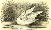 An illustration from Reminescenze e fantasie (1841)
