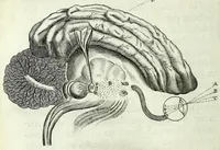 Picture 14 of 29 from Renatus des Cartes De homine figuris / (1664), leaf 130
