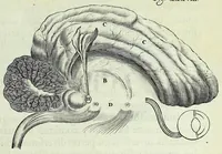 An illustration from Renatus des Cartes De homine figuris / (1664)