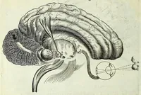 An illustration from Renatus des Cartes De homine figuris / (1664)