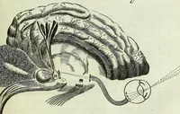 An illustration from Renatus des Cartes De homine figuris / (1664)