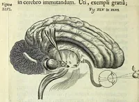 Picture 20 of 29 from Renatus des Cartes De homine figuris / (1664), leaf 152