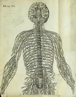 An illustration from Renatus des Cartes De homine figuris / (1664)