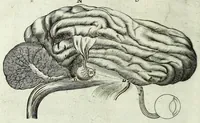An illustration from Renatus des Cartes De homine figuris / (1664)