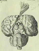 An illustration from Renatus des Cartes De homine figuris / (1664)