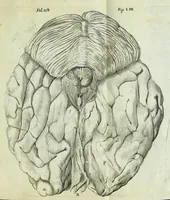 An illustration from Renatus des Cartes De homine figuris / (1664)