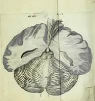 Picture 26 of 29 from Renatus des Cartes De homine figuris / (1664), leaf 179
