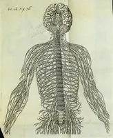 An illustration from Renatus des Cartes De homine figuris / (1664)