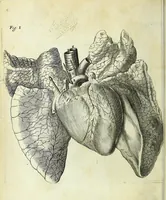 An illustration from Renatus des Cartes De homine figuris / (1664)