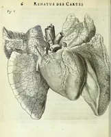 An illustration from Renatus des Cartes De homine figuris / (1664)