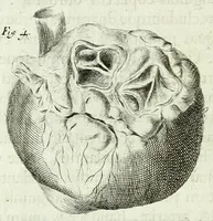 An illustration from Renatus des Cartes De homine figuris / (1664)