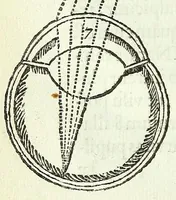 Picture 11 of 29 from Renatus des Cartes De homine figuris / (1664), leaf 98