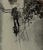An illustration from Report 1911 (1896)