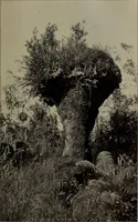 An illustration from Report 1911 (1896)
