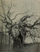 An illustration from Report 1911 (1896)