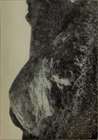 An illustration from Report 1911 (1896)