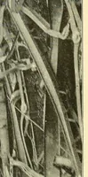 An illustration from Report of the ... Annual Meeting of the American Street Railway Association (1897)