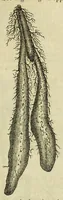 An illustration from Report of the Commissioner of Patents for the year .. (1849)