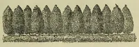 Picture 7 of 13 from Report of the Commissioner of Patents for the year .. (1849), leaf 443