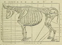 An illustration from Report of the Commissioner of Patents for the year .. (1849)