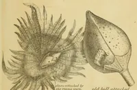 An illustration from Report of the Commissioner of Patents for the year .. (1849)